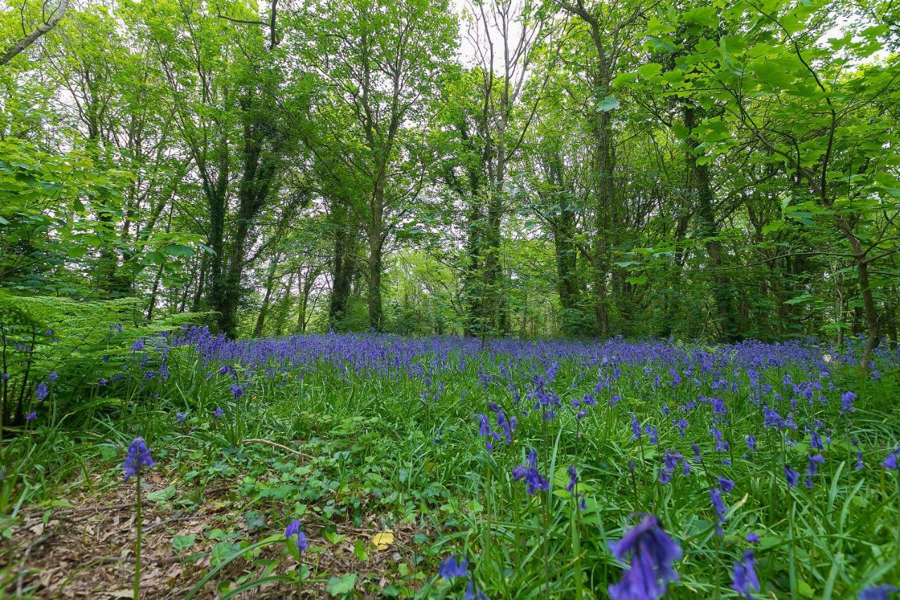 Cosy Woodland Home Uny Lelant Eksteriør billede