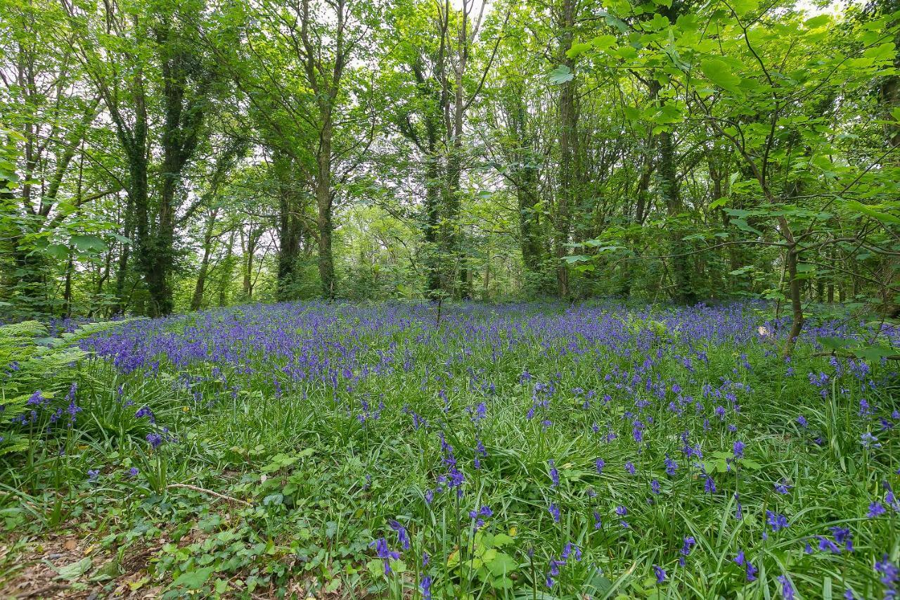 Cosy Woodland Home Uny Lelant Eksteriør billede
