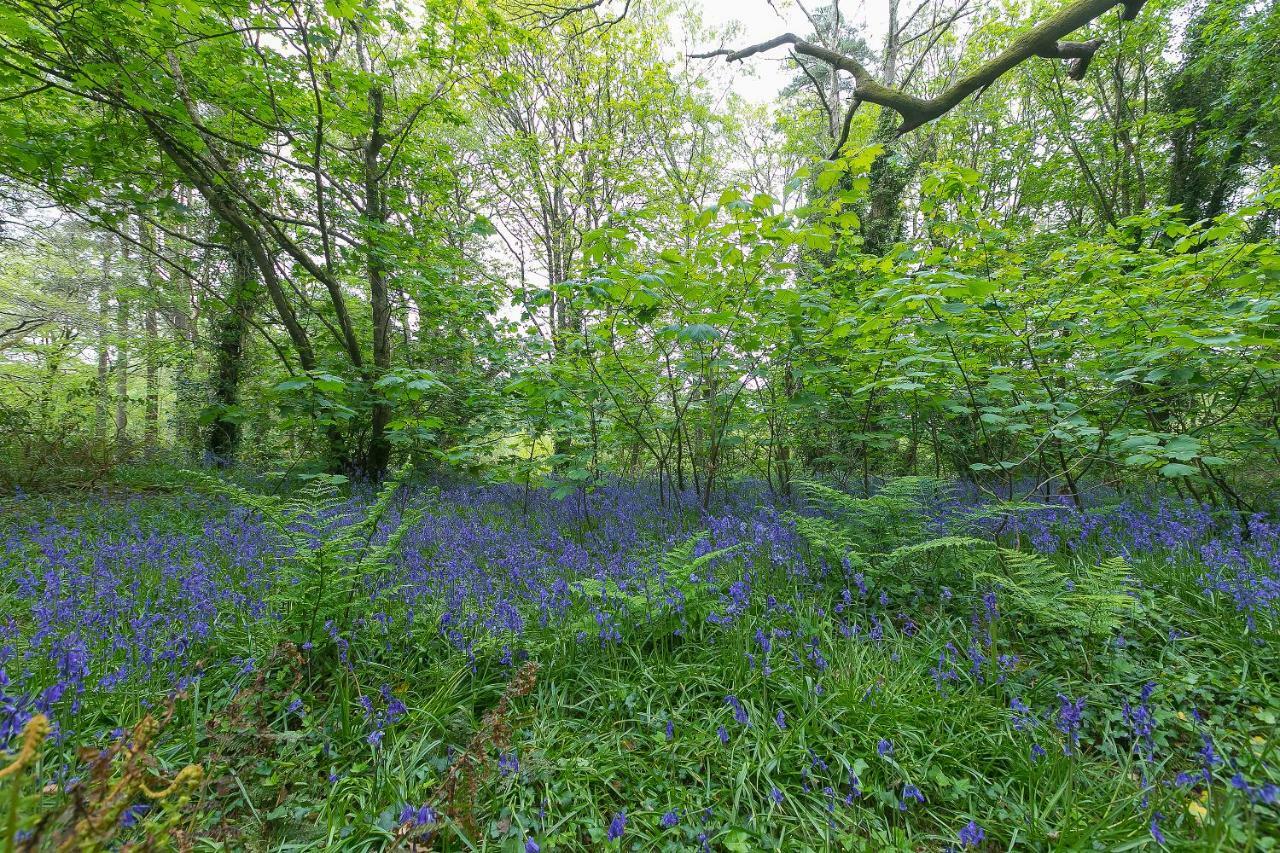 Cosy Woodland Home Uny Lelant Eksteriør billede