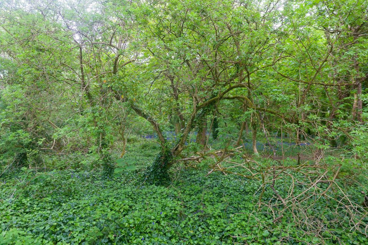 Cosy Woodland Home Uny Lelant Eksteriør billede